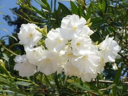 Oleander în grădină (58 fotografii) îngrijire și cultivare, cum să rădăcină, roz, obișnuit, terry,
