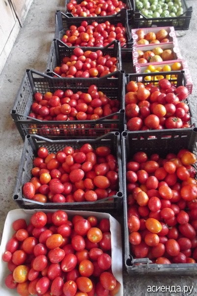 Despre tomate, semințe