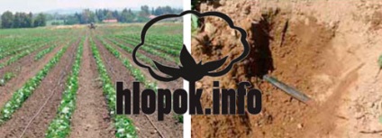 Irigare - bumbac - bumbac - semanat bumbac - tehnologie bumbac - pentru cultivarea bumbacului -