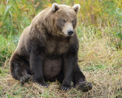 În toamnă, urșii se pregătesc pentru hibernare - un efort intensificat - un site despre toate viețile, spațiul și timpul