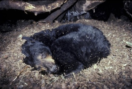În toamnă, urșii se pregătesc pentru hibernare - un efort intensificat - un site despre toate viețile, spațiul și timpul