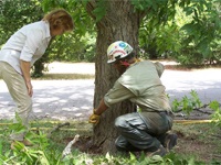 Inspectarea și inspectarea copacilor de la tăietorul de lemn