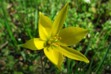 A főbb típusai a tulipán besorolása tavaszi virág