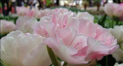 Principalele tipuri de lalele, cum se clasifică o floare de primăvară