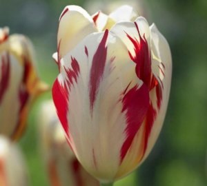 A fő típusok a tulipánok, hogyan osztályozzák a tavaszi virágot