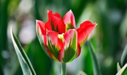Principalele tipuri de lalele, cum se clasifică o floare de primăvară