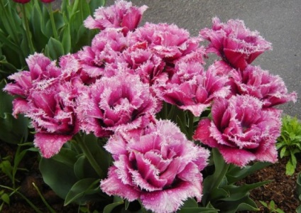 A fő típusok a tulipánok, hogyan osztályozzák a tavaszi virágot