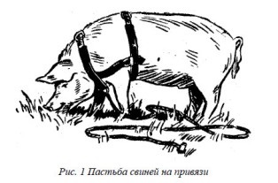 Porcine de înțărcare