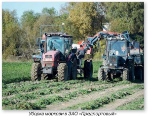 Cultivarea legumelor și cultivarea cartofilor în regiunea Leningrad, cartofi și legume