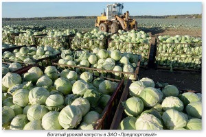 Cultivarea legumelor și cultivarea cartofilor în regiunea Leningrad, cartofi și legume