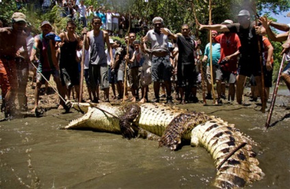 Vânătoarea pentru crocodil 1