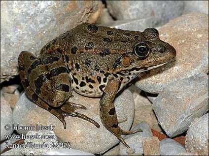 Lacul broasca (rana ridibunda) broasca lacului răspândirea aspectului habitatului colorat