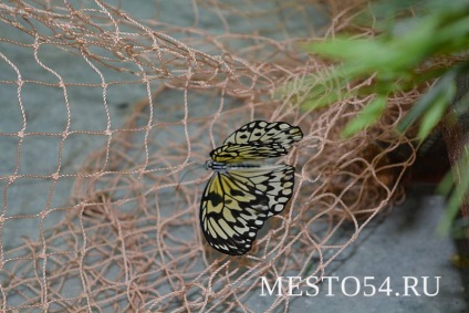 Butterfly Park din Novosibirsk