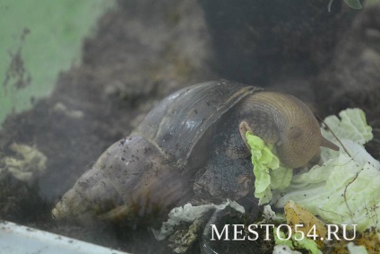 Butterfly Park din Novosibirsk