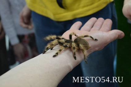 Butterfly Park din Novosibirsk