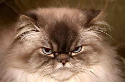 Perzsa macska fajta jellegű, az egészség és szépség, fotó