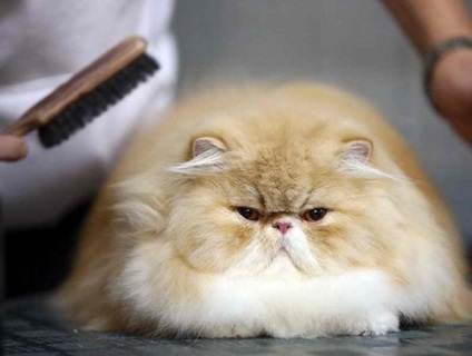 Perzsa macska fajta jellegű, az egészség és szépség, fotó