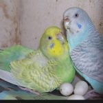 Elsősegély papagáj (kit tulajdonos)