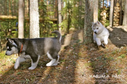 Kennel Husky din Karelia, odihnă și turism de la parcul karjala