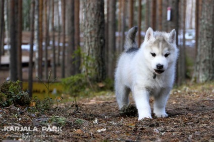 Kennel Husky din Karelia, odihnă și turism de la parcul karjala
