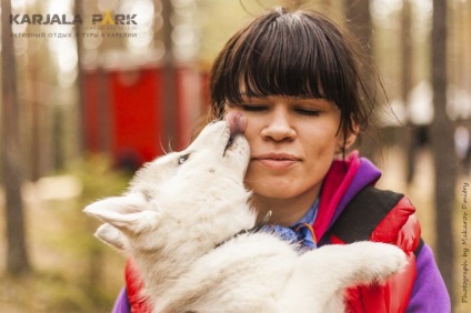 Kennel Husky din Karelia, odihnă și turism de la parcul karjala