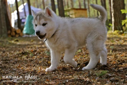 Kennel Husky din Karelia, odihnă și turism de la parcul karjala