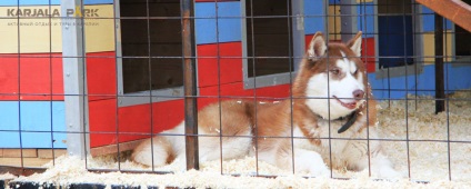 Kennel Husky din Karelia, odihnă și turism de la parcul karjala