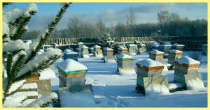 Pregătirea pentru apicul de iarnă - proprietarul dachului
