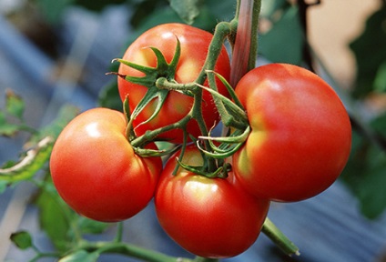 Rochii de top se toaca dupa plantare in tipurile de sere si in sincronizare