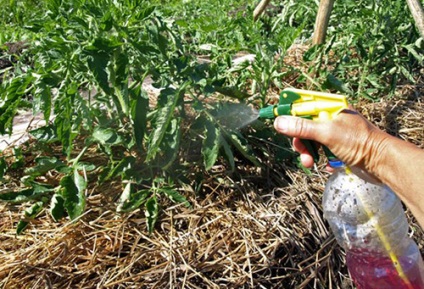 Rochii de top se toaca dupa plantare in tipurile de sere si in sincronizare