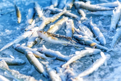 Halak vágása és túlélése - hogyan kell megfelelően vágni és halászni a téli halászatban