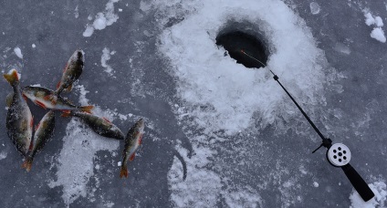 Tăierea peștilor și supraviețuirea lor - cum să tăiem în mod corespunzător și să pescuiască în timpul iernii