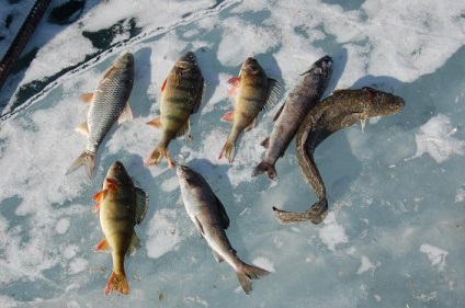Tăierea peștilor și supraviețuirea lor - cum să tăiem în mod corespunzător și să pescuiască în timpul iernii