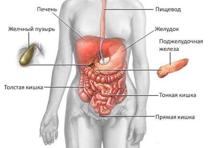 Pancreas - structura, anatomia, funcția, patologia