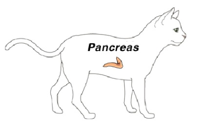Pancreas în structura animalelor, boală (pancreatită)