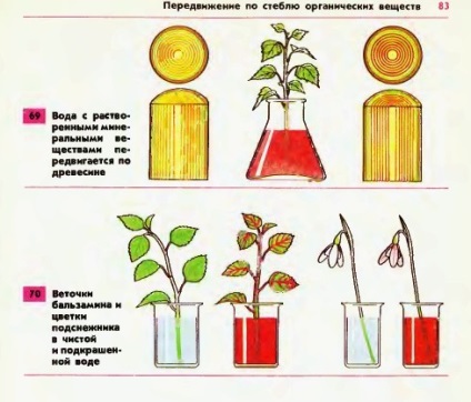 Pe ce parte a tulpinii se deplasează substanțele organice