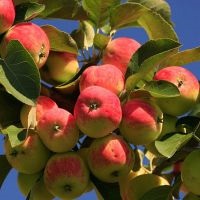 Beneficiile merelor pentru sănătate