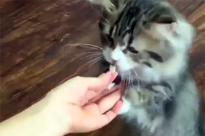 Utilizatorii de rețele sociale au fost atinși de un pisic care își aruncă picioarele