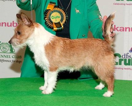 Fotografie portugheză de câine de iepure, mic rabbici iepure portughez, greutate de creștere a aspectului