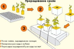 Засаждане на дини и пъпеши в оранжерия