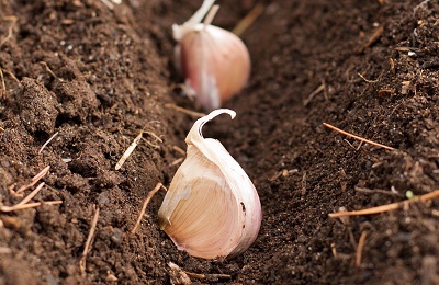 După ce cultura pentru a planta usturoi pentru iarna, poate fi după ceapă