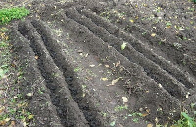 După ce cultura pentru a planta usturoi pentru iarna, poate fi după ceapă