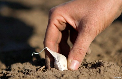 După ce cultura pentru a planta usturoi pentru iarna, poate fi după ceapă