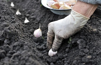 După ce cultura pentru a planta usturoi pentru iarna, poate fi după ceapă