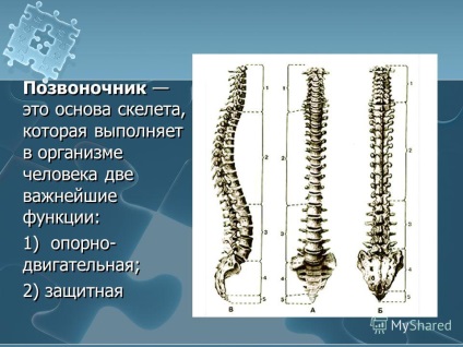 Prezentare pe tema coloanei vertebrale a unui bărbat margarita