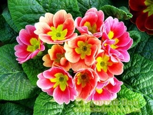 Primula hálószoba 1