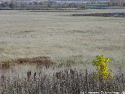 Natură, plante și animale din regiunea Moscovei