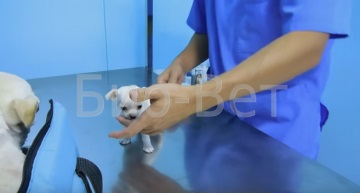 Védőoltások kutyáknak és macskáknak, szakmai állatok beoltása veszettség elleni - állatorvosi