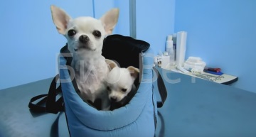 Vaccinări pentru câini și pisici, vaccinarea profesională a animalelor împotriva rabicului - veterinar