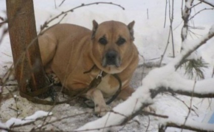 Atacată în pădure, câinele caută un nou proprietar (2 fotografii video) - un site de iubitori de animale